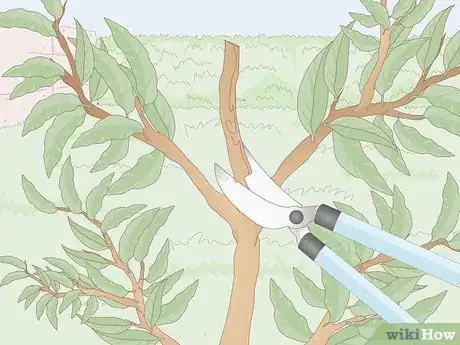 Image titled Prune Nectarine Trees Step 6