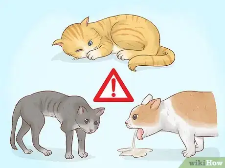 Image titled Control Feline Heat Cycles with Megestrol Acetate Step 8