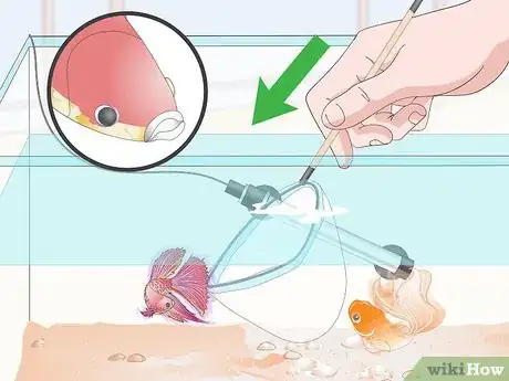 Image titled Prevent and Treat Popeye in Betta Fish Step 10