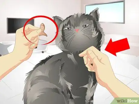 Image titled Remove Urine Smells from a Pet Step 13
