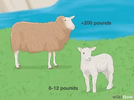 Image titled Lamb vs Sheep Step 2