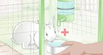 Choose a Water Dish for Your Rabbit
