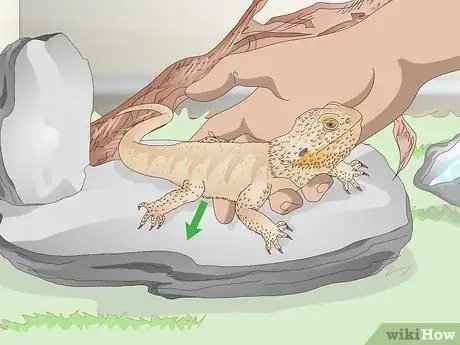 Image titled Pet a Bearded Dragon Step 4