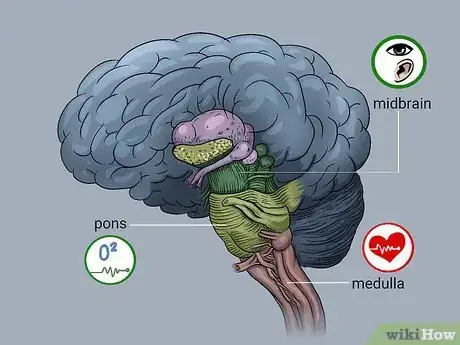 Image titled Understand the Four Main Parts of the Brain Step 8