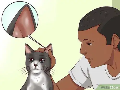 Image titled Clean Your Cat When He Can't Do It Himself Step 14
