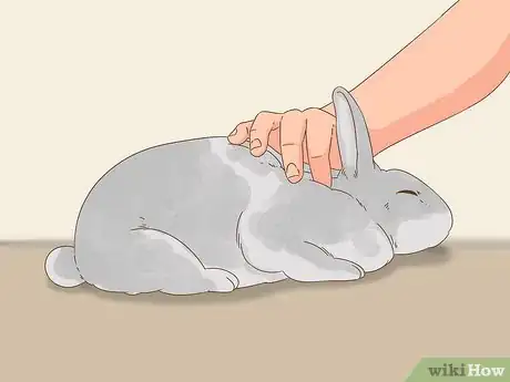 Image titled Know if Your Rabbit is Pregnant Step 1