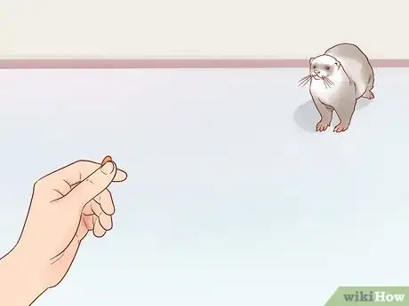 Image titled Train Your Ferrets to Do Tricks Step 3