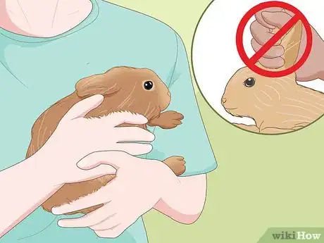 Image titled Care for Dwarf Rabbits Step 11