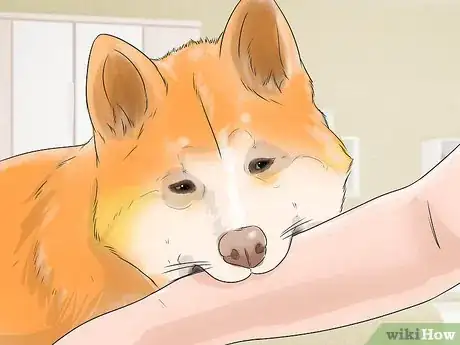 Image titled Care for an Akita Inu Dog Step 11