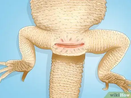 Image titled Tell the Sex of a Bearded Dragon Step 4