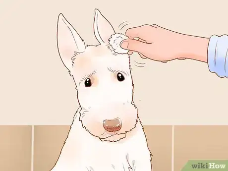 Image titled Groom a Scottish Terrier Step 19