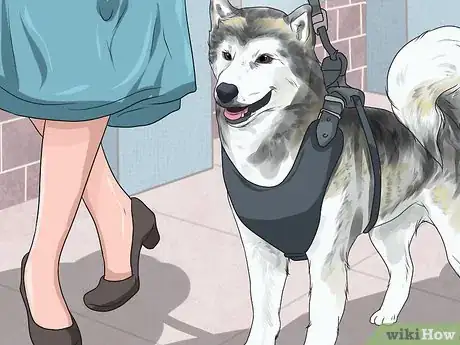 Image titled Help a Dog with Cataracts Step 16