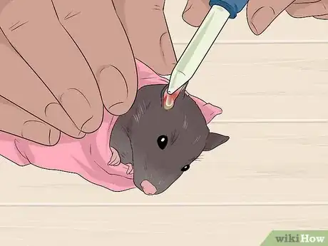 Image titled Treat Ear Infections in Rats Step 11