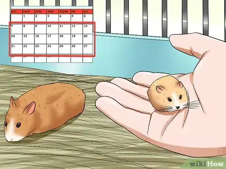 Image titled Learn When to Separate Hamsters Step 5