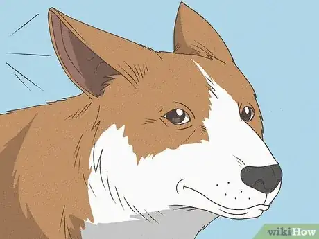 Image titled What Does It Mean when Dogs Ears Are Back Step 10