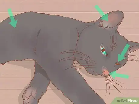 Image titled Choose a Cat Step 18