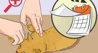 Clean a Cat Wound