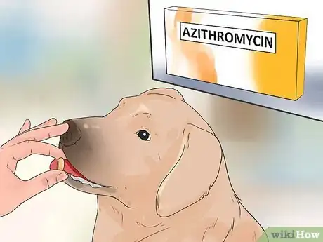 Image titled Remove Warts on Dogs Step 13