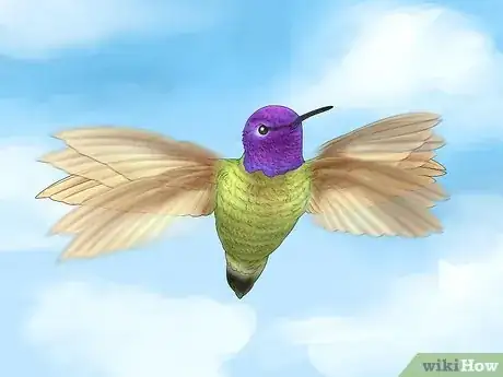Image titled Why Do Hummingbirds Chase Each Other Step 3