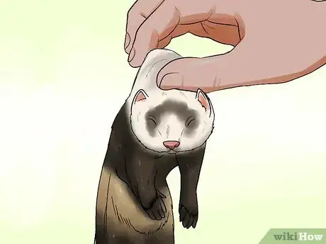 Image titled Train a Ferret Not to Bite Step 1
