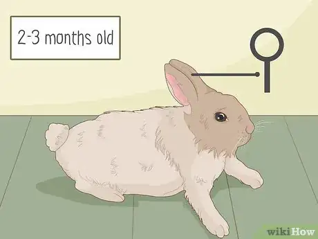 Image titled Care for Dwarf Rabbits Step 24