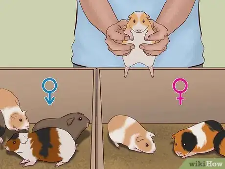 Image titled Care for a Pregnant Guinea Pig Step 14