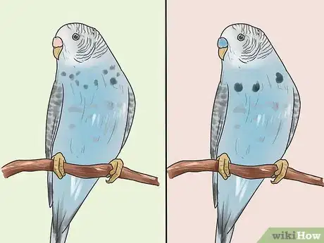 Image titled Identify Your Budgie's Gender Step 1