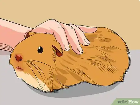 Image titled Safely Transport Your Guinea Pigs in the Car Step 10