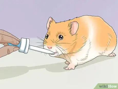 Image titled Get Rid of Mites on Hamsters Step 14