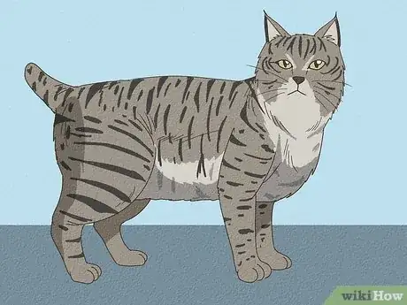 Image titled Tell if Your Cat Is Mixed with Bobcat Step 17