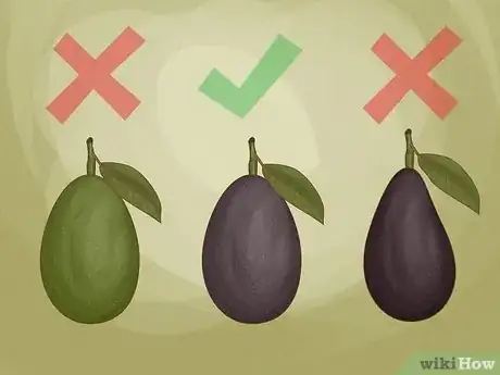 Image titled Grow Avocados as Houseplants Step 1