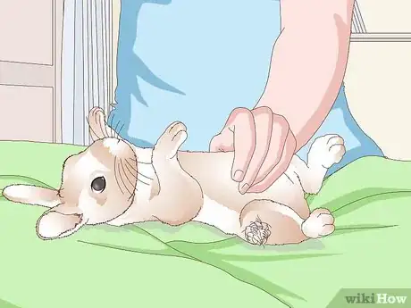 Image titled Keep Your Rabbit's Fur Clean and Untangled Step 2