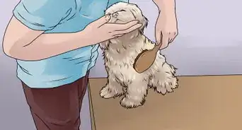 Bathe a Shih Tzu