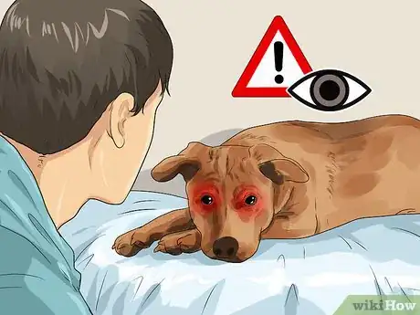 Image titled Help a Dog with Cataracts Step 19