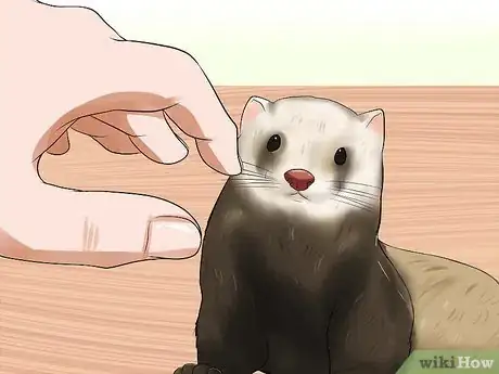 Image titled Train a Ferret Not to Bite Step 7