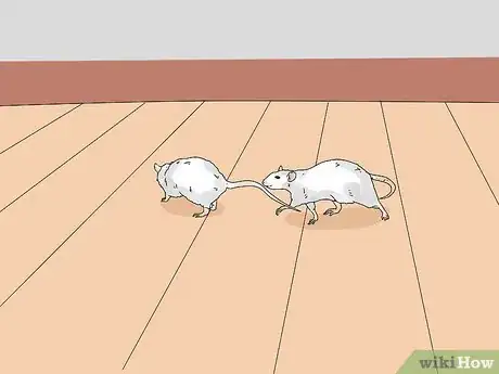 Image titled Introduce a New Pet Rat to Another Rat Step 7