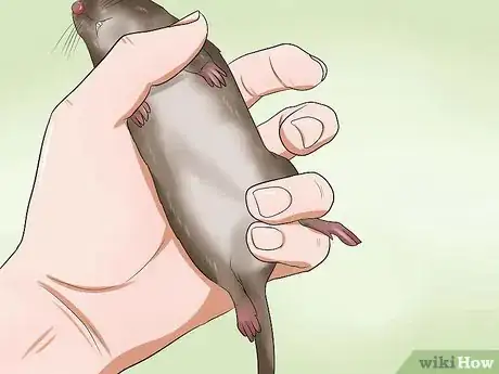 Image titled Syringe Feed a Sick Rat Step 5