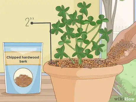 Image titled Grow Blueberries in a Pot Step 10