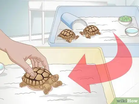 Image titled Diagnose Stomatitis in Tortoises Step 10