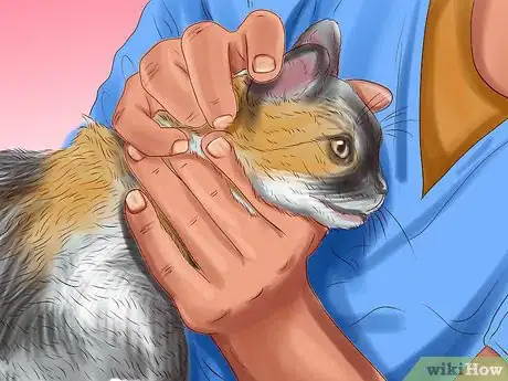 Image titled Check Your Cat's Ears for Possible Problems Step 10