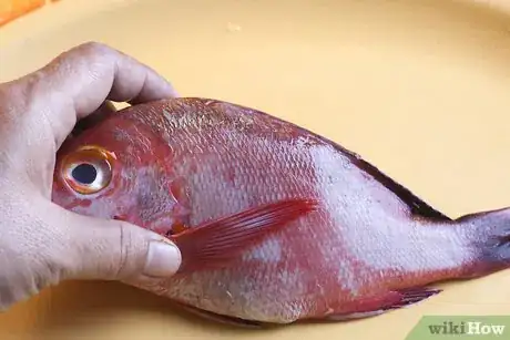 Image titled Cook Red Snapper Step 1