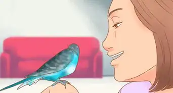 Take Care of a Parakeet