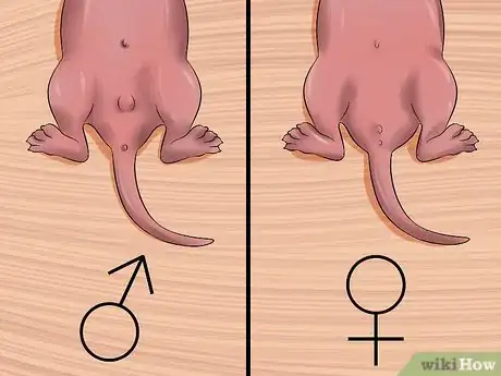Image titled Sex a Rat from Birth Step 2