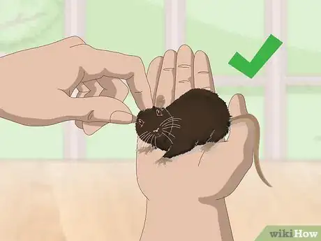 Image titled Deal with a Mouse That Bites or Scratches Step 4