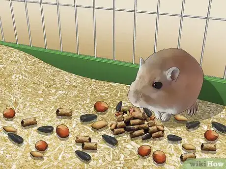 Image titled Feed a Gerbil Step 2