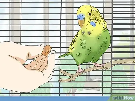 Image titled Hand Train a Parakeet Step 9