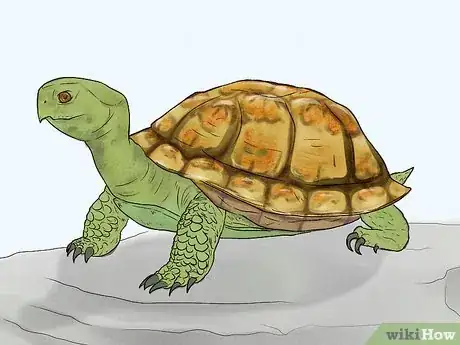 Image titled Care for Your Box Turtle Step 1