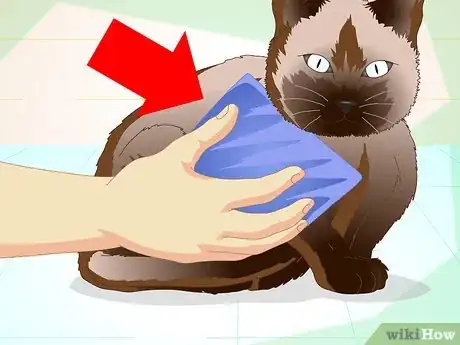 Image titled Help a Cat with a Broken Shoulder Step 13