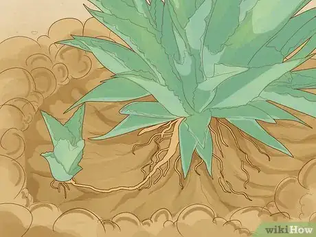 Image titled Remove Agave Pups from the Mother Plant Step 4