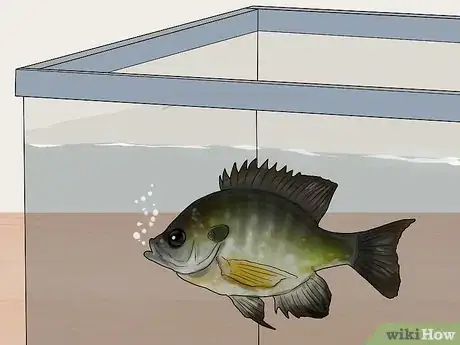 Image titled Keep Bass and Other American Gamefish in Your Home Aquarium Step 13